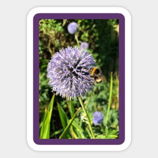 Pollen gathering from a Globe Thistle Sticker